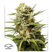 Auto White Widow – Dutch Passion – Autoflowering