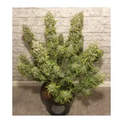 Auto White Widow