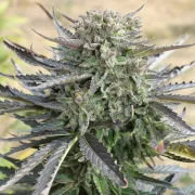 Blue Auto Mazar