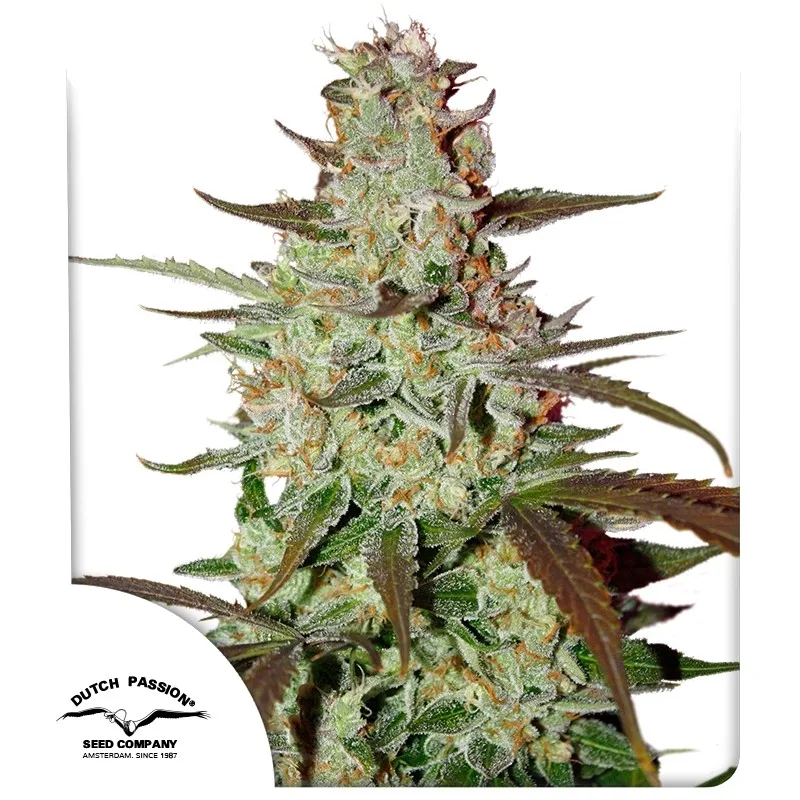 Blue Auto Mazar – Dutch Passion – Autoflowering