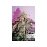 CBD Auto Compassion Lime – Dutch Passion – Autoflowering