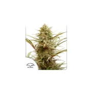 CBD ComPassion – Dutch Passion – Feminized