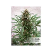 CBD ComPassion – Dutch Passion – Feminized