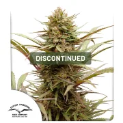 CBD ComPassion – Dutch Passion – Feminized