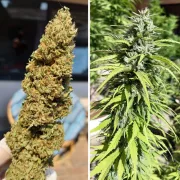 CBD Kush