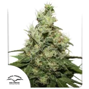 CBD Kush – Dutch Passion – Feminized