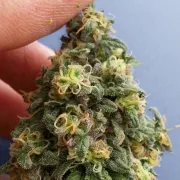 CBD Kush