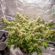 Auto Blueberry