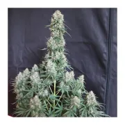 Auto Blueberry