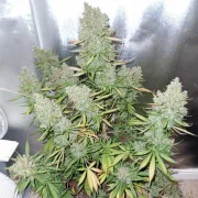 Auto Blueberry