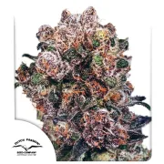 Blueberry