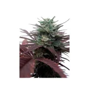 Brainstorm – Dutch Passion – Feminized