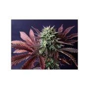 Brainstorm – Dutch Passion – Feminized