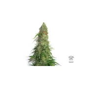 Brainstorm – Dutch Passion – Feminized