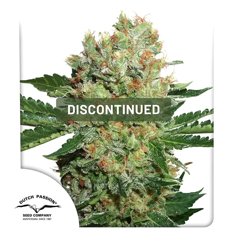Brainstorm – Dutch Passion – Feminized