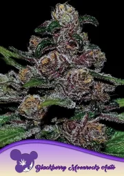 Auto Blackberry Moonrocks – Anesia Seeds – Autoflowering