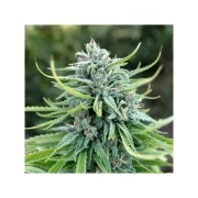 Durban Poison