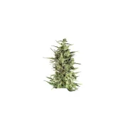 Dutch Cheese – Dutch Passion – Feminized