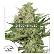 Dutch Cheese – Dutch Passion – Feminized