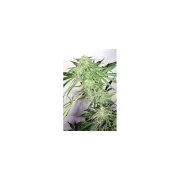 Dutch Cheese – Dutch Passion – Feminized