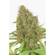 Dutch Haze – Dutch Passion – Feminized