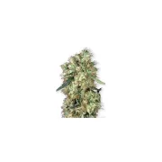 Dutch Haze – Dutch Passion – Feminized