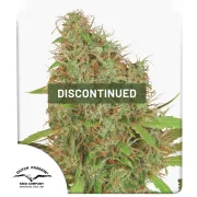 Dutch Haze – Dutch Passion – Feminized