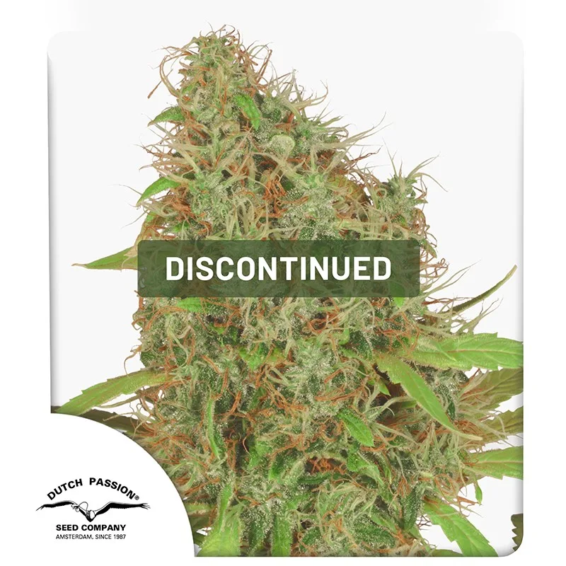Dutch Haze – Dutch Passion – Feminized