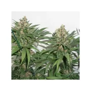 Masterkush