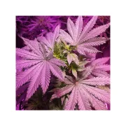 Masterkush