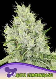 Auto Lemongrass – Anesia Seeds – Autoflowering