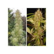 Mazar