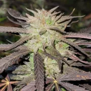 Purple #1