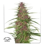 Purple #1