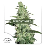 Skywalker – Dutch Passion – Feminized