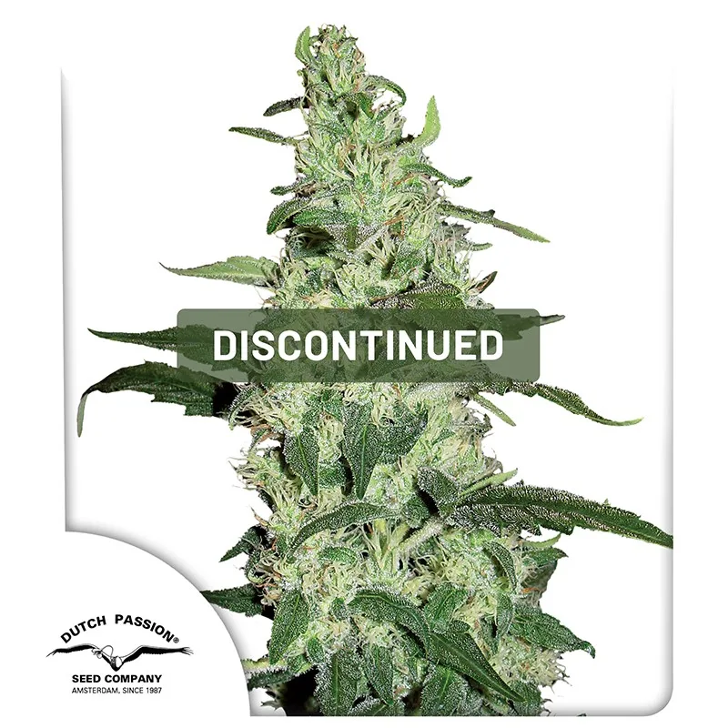 Skywalker – Dutch Passion – Feminized