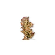 Skywalker – Dutch Passion – Feminized