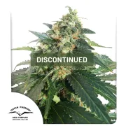 Snow Storm #2 – Dutch Passion – Autoflowering