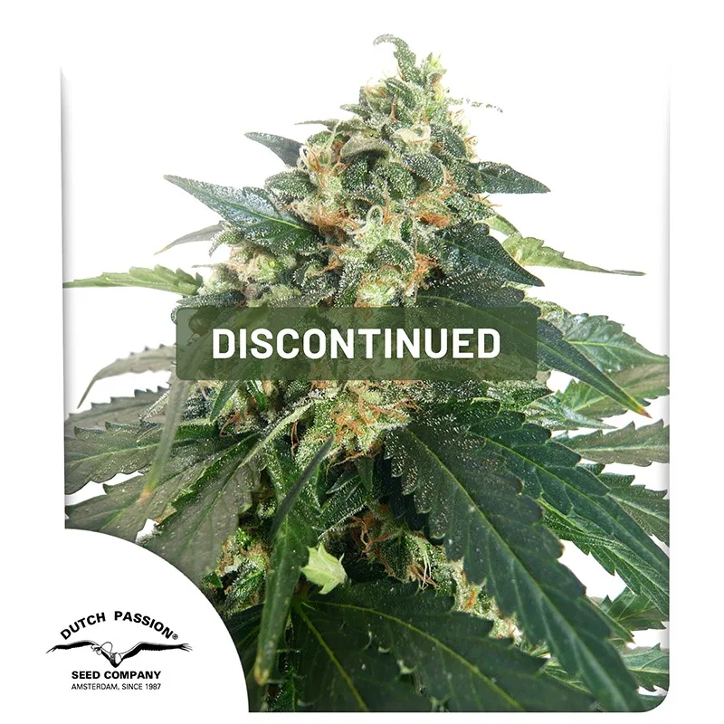 Snow Storm #2 – Dutch Passion – Autoflowering
