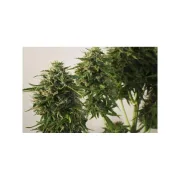 Snow Storm #2 – Dutch Passion – Autoflowering