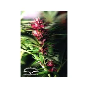 Twilight – Dutch Passion – Feminized