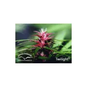 Twilight – Dutch Passion – Feminized