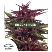 Twilight – Dutch Passion – Feminized