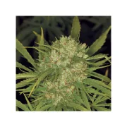 Ultra Skunk – Dutch Passion – Feminized