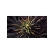 Ultra Skunk – Dutch Passion – Feminized