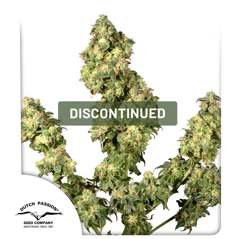 Ultra Skunk – Dutch Passion – Feminized