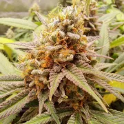 White Widow