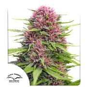 Frisian Dew