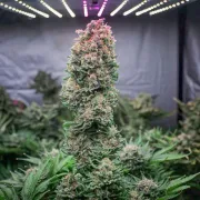 Glueberry OG