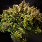 Glueberry OG